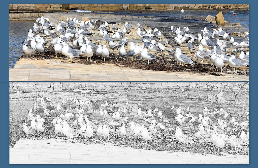 SOME OF THE GULLS  by sangwann