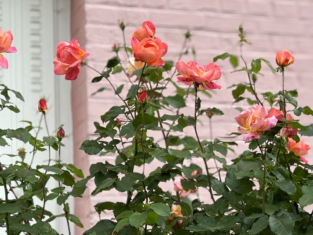 I adore this wall of scented roses… by beverley365