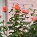 I adore this wall of scented roses…