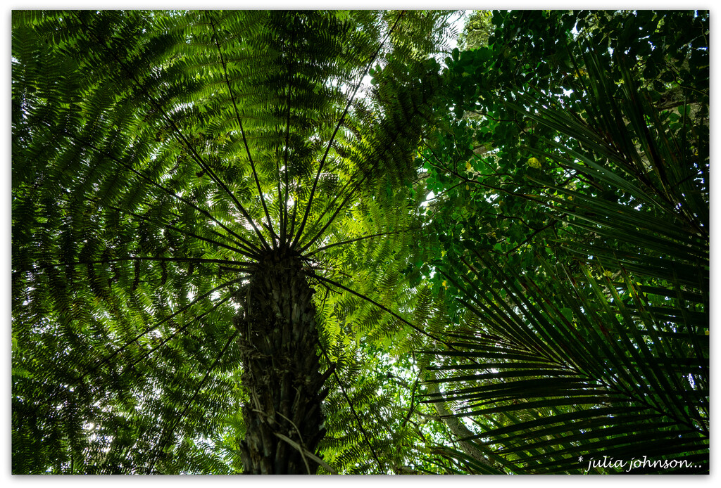 The Canopy.. by julzmaioro