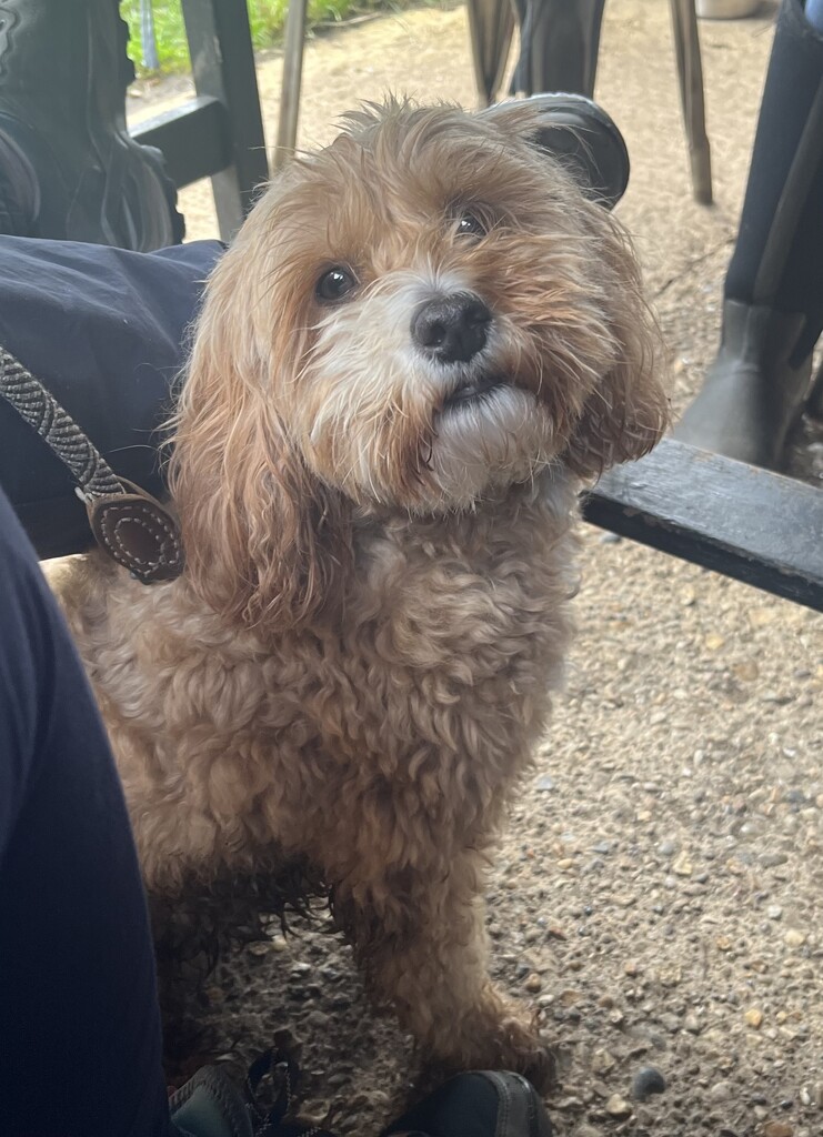 A Cutie Joined the Walking Group  by elainepenney