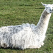 Llama