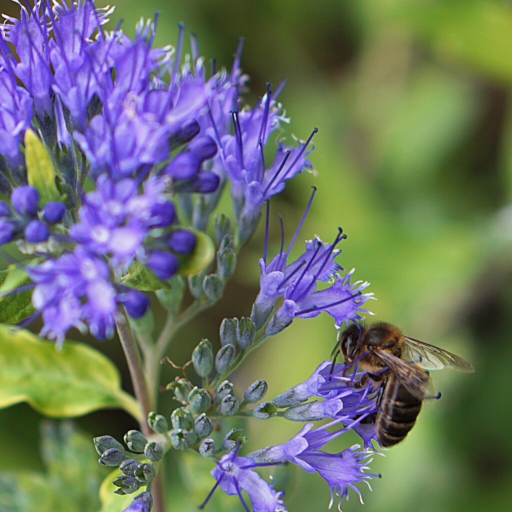 caryopteris and bee by quietpurplehaze