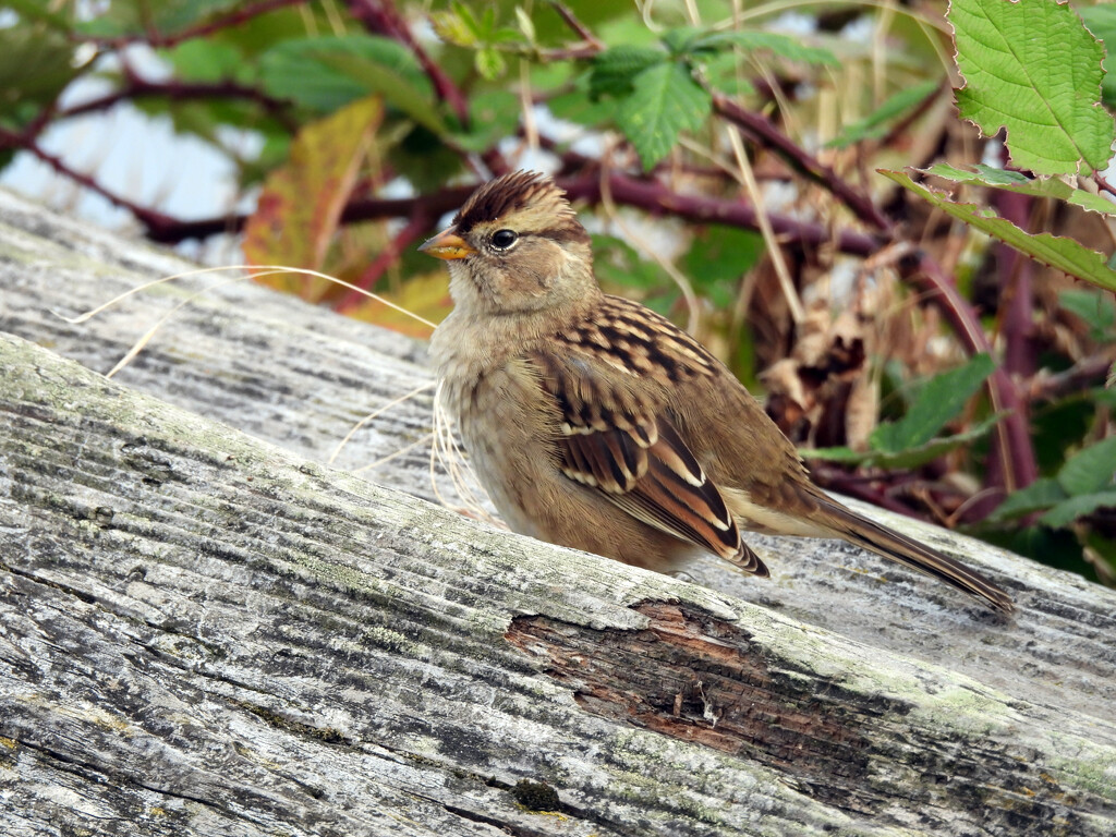 Sparrow by seattlite