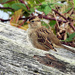 Sparrow