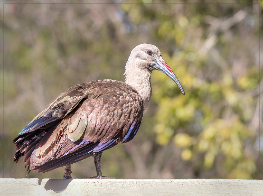 Flying alarm clock! by ludwigsdiana