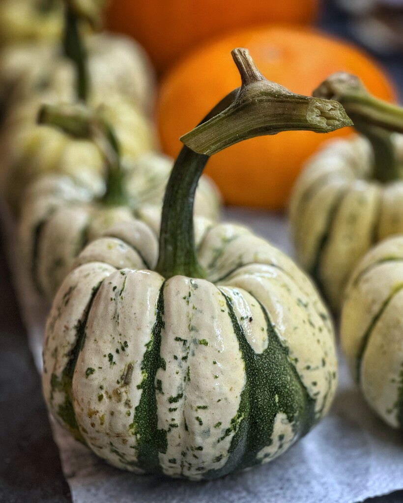 Squash harvest by anncooke76