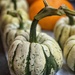 Squash harvest