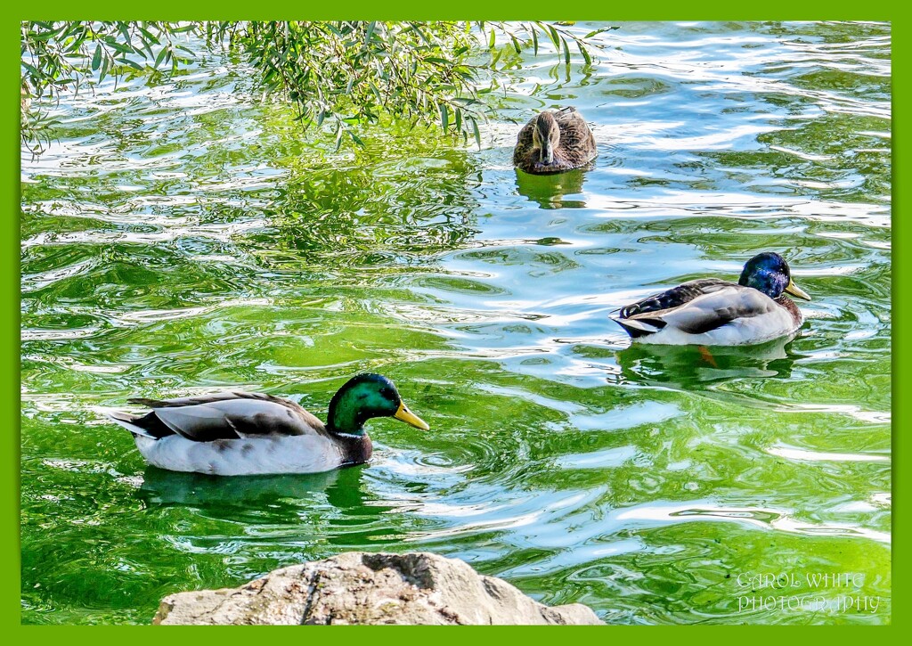 Three Little Ducks by carolmw