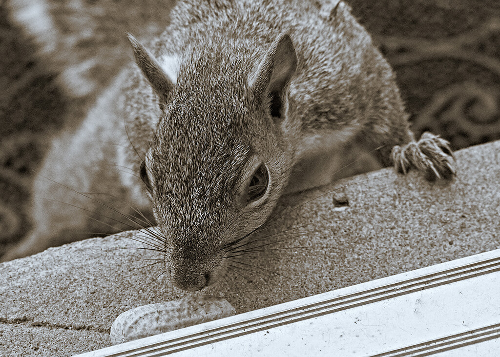 Sepia Tone Squirrel by gardencat