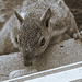 Sepia Tone Squirrel