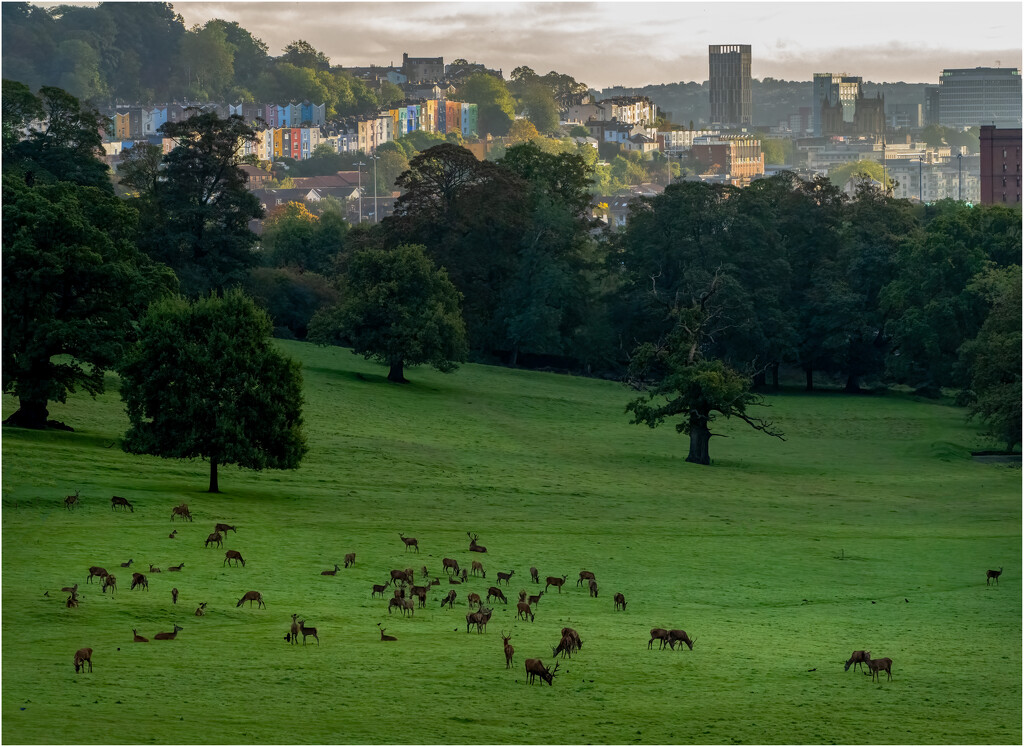 Ashton Court Deer Park by clifford