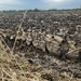 Ploughed field