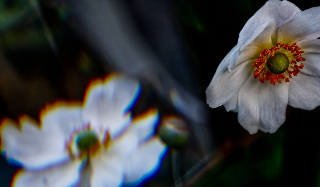 Anemone Through a Prism by 30pics4jackiesdiamond