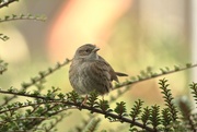 10th Oct 2024 - Dunnock