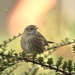 Dunnock