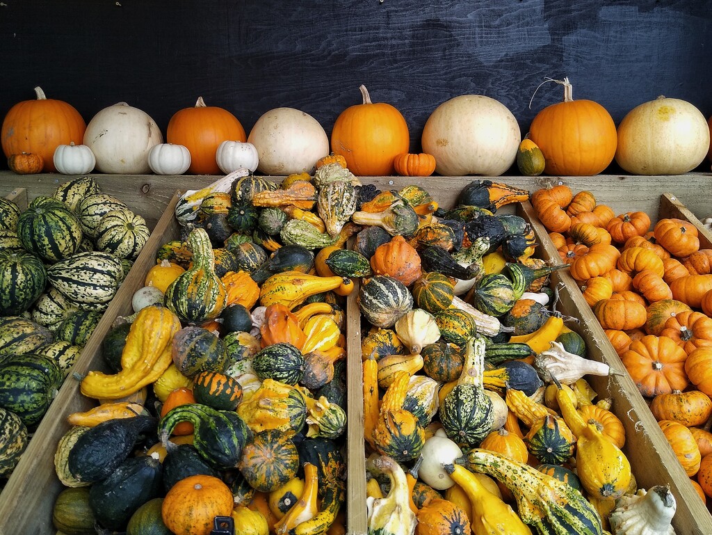 Gourdy Display  by 30pics4jackiesdiamond