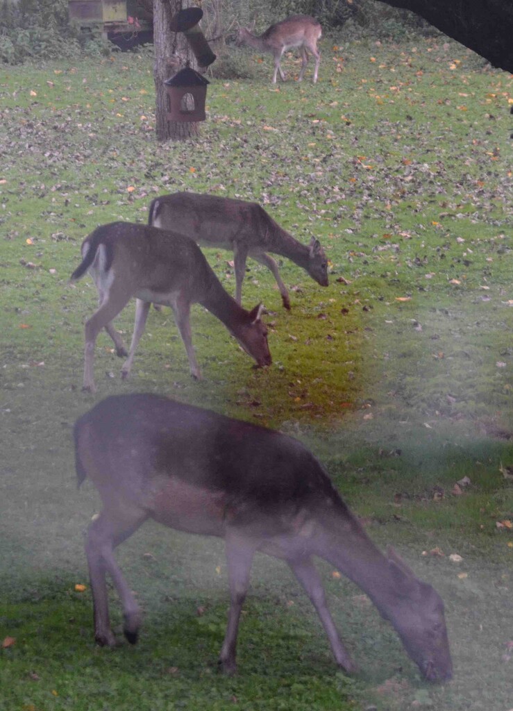 Fallow Deer by arkensiel