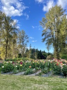 9th Oct 2024 - One of my favorite flower farms