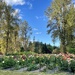 One of my favorite flower farms