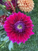 3rd Oct 2024 - Dahlia