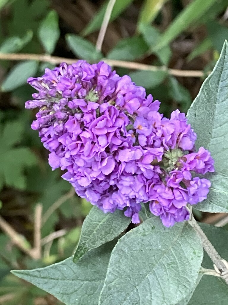 Buddleia Flower by cataylor41