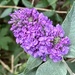 Buddleia Flower