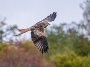 9th Oct 2024 - Red Kite