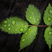 Water Drops on Leaves