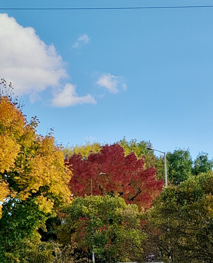 Autumn colours.  by beryl