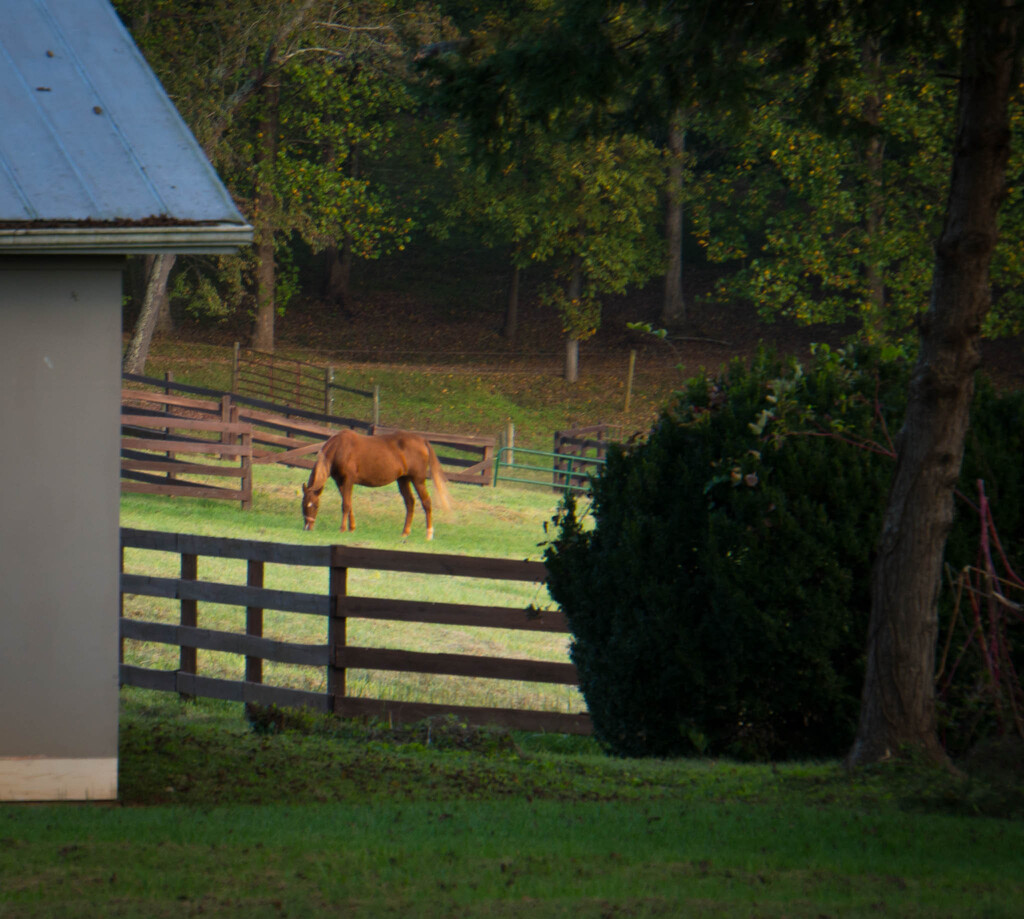 Grazing by randystreat