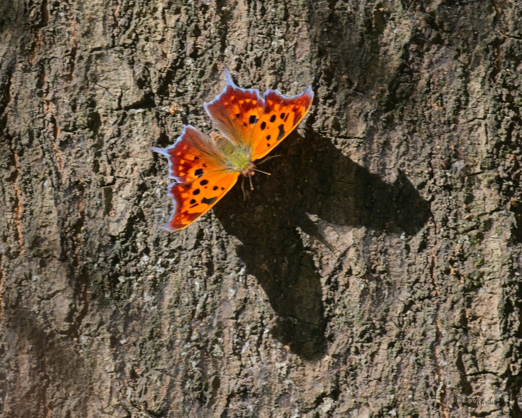 LHG_4959 Question Mark, butterfly   by rontu