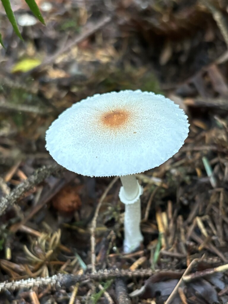 More mushrooms by pirish