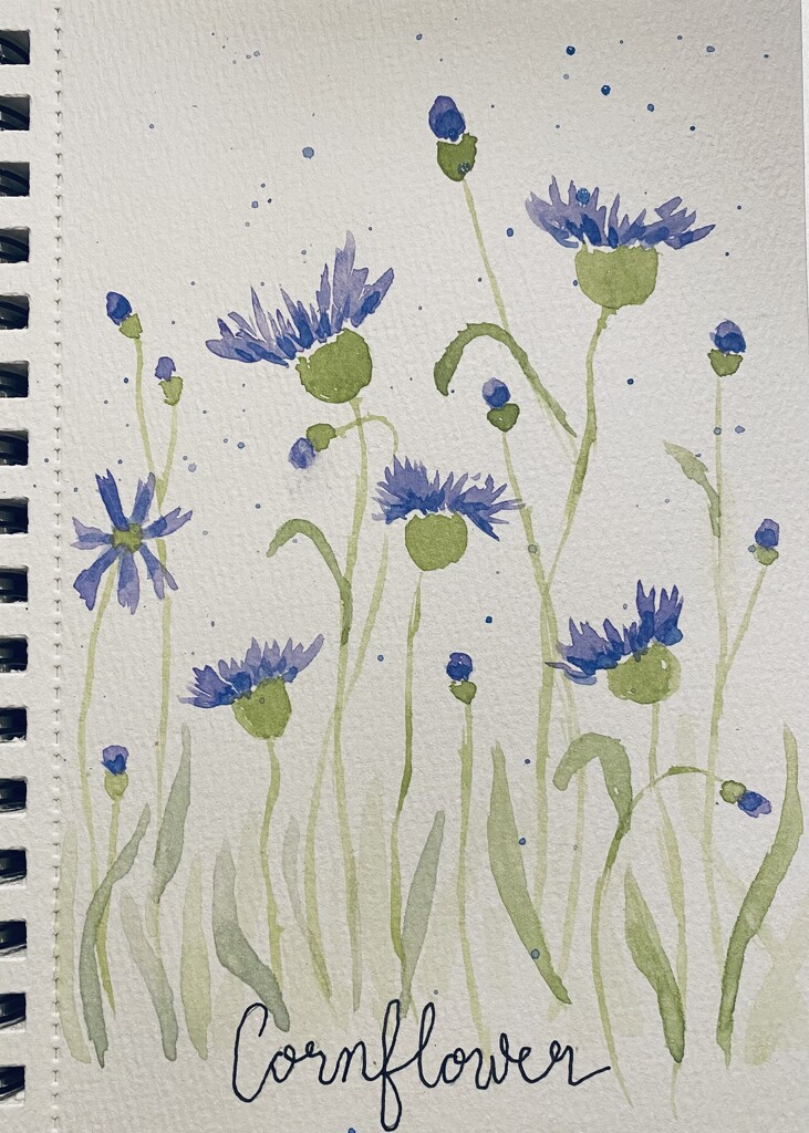 Cornflower, watercolor by mtb24