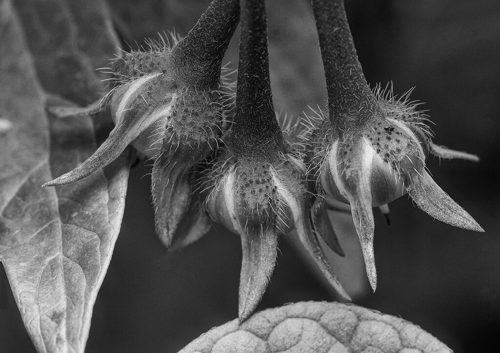 Hanging Morning Glory Seeds by gardencat