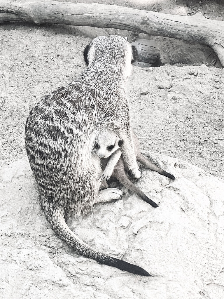 Mama Meerkat and Baby by joysfocus