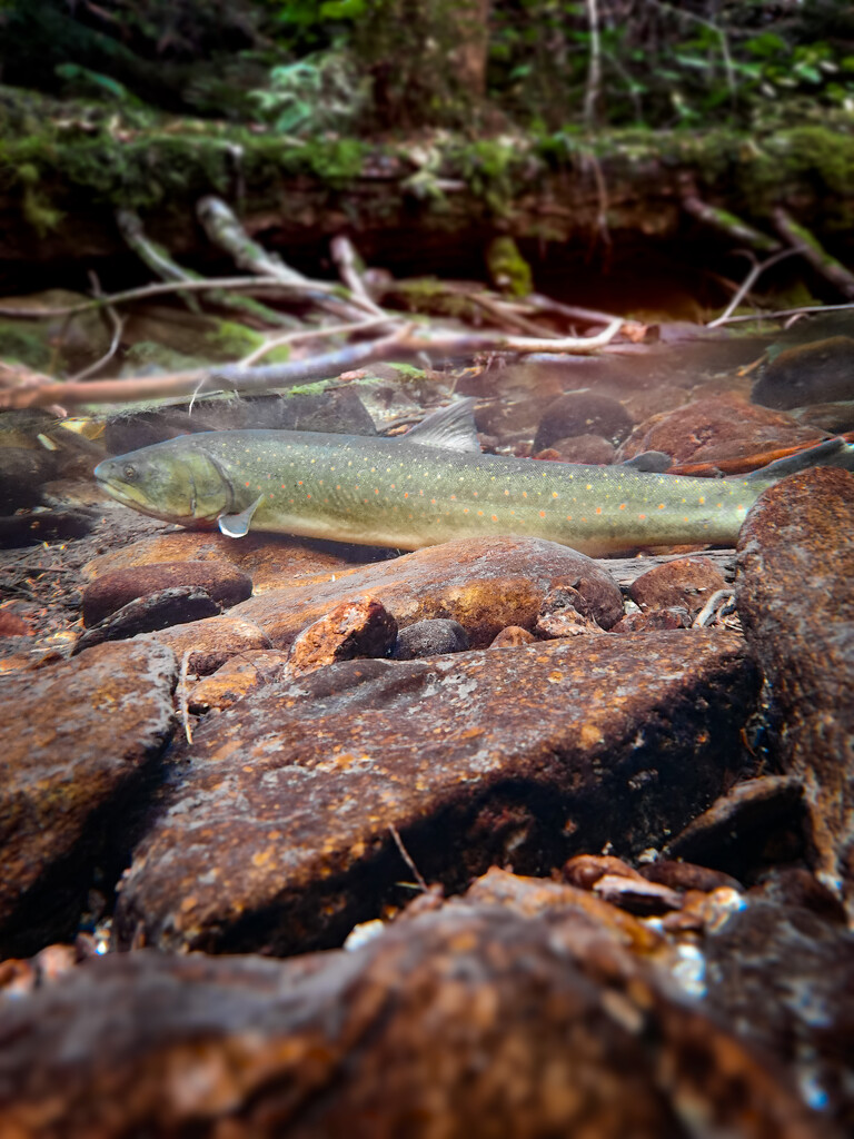 Bull Trout in the wild by teriyakih