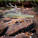 Bull Trout in the wild