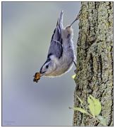 10th Oct 2024 - White Breasted Nuthatch