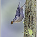 White Breasted Nuthatch