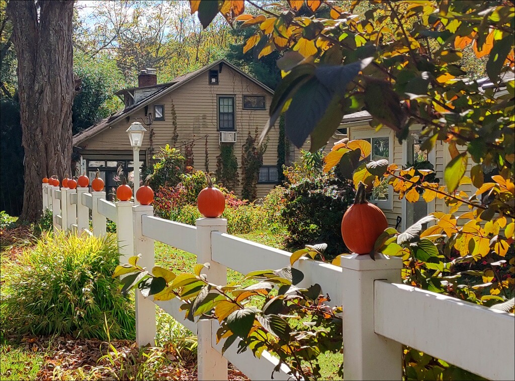 Pumpkin Row by olivetreeann