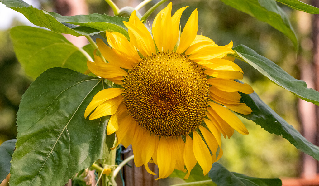 Sunflower! by rickster549