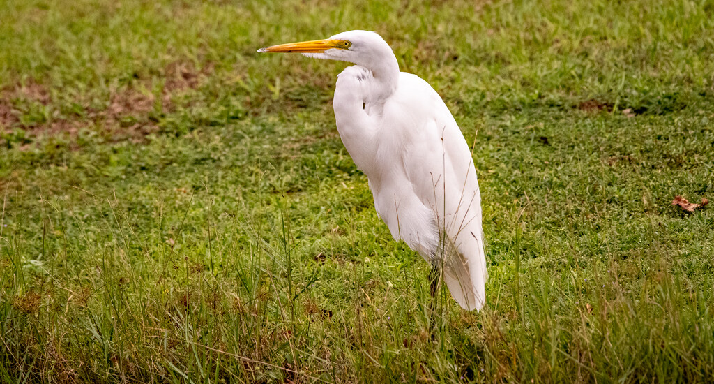 Egret Working on It's Grooming! by rickster549