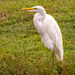 Egret Working on It's Grooming!