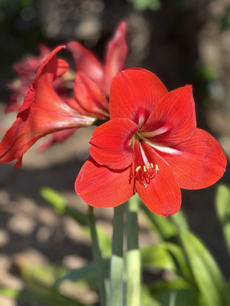 Hippeastrum by kjarn