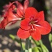 Hippeastrum