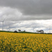 Windmills on the hill