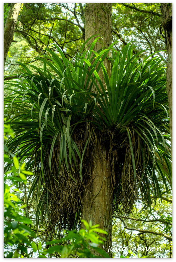 Epiphytes.. by julzmaioro