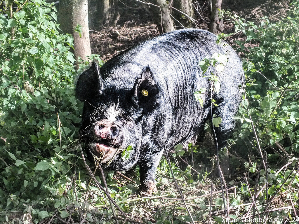 Black pig by stuart46