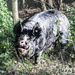 Black pig